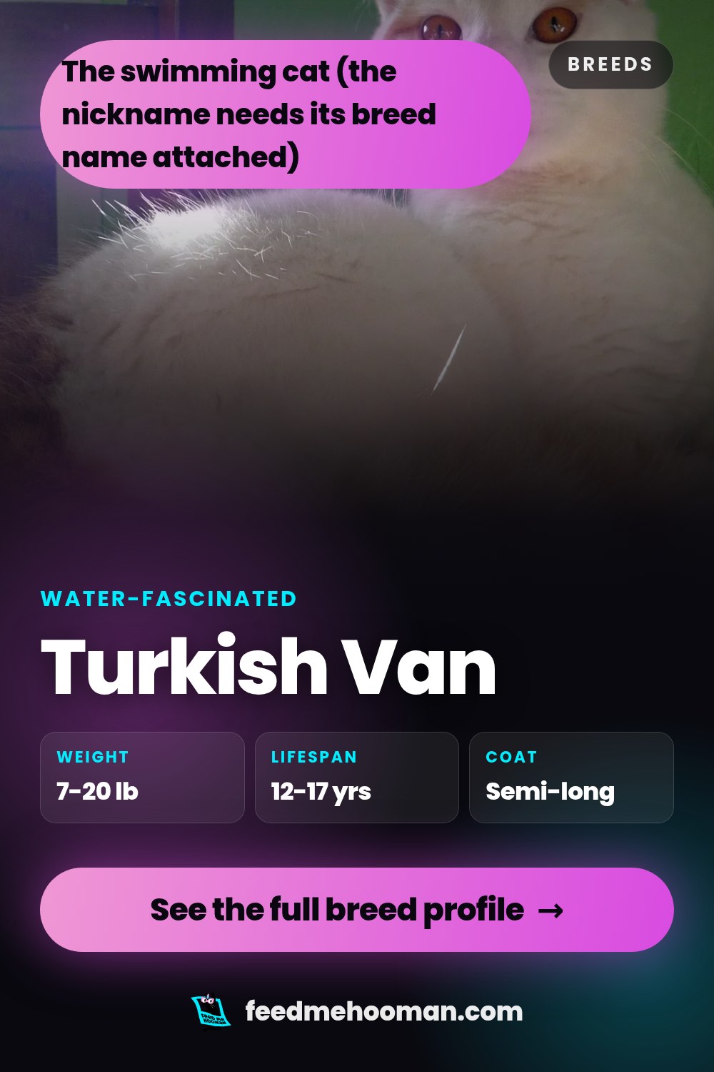 Turkish Van