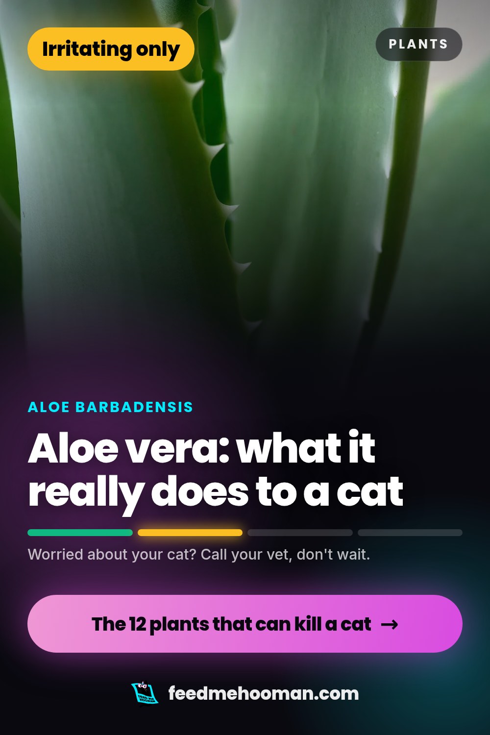 Aloe vera: what it really does to a cat