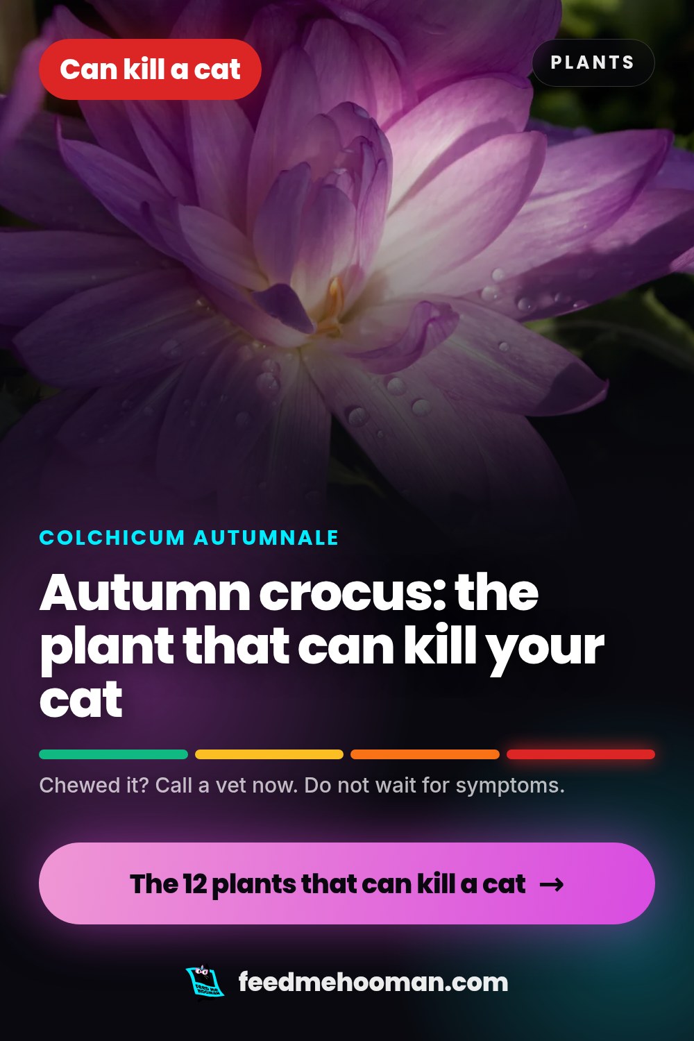 Autumn crocus: the plant that can kill your cat