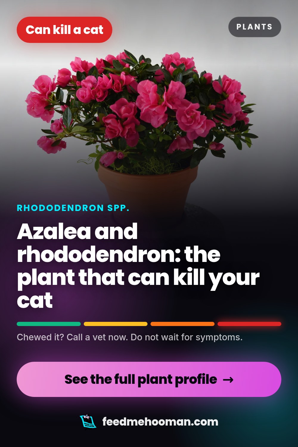 Azalea and rhododendron: the plant that can kill your cat