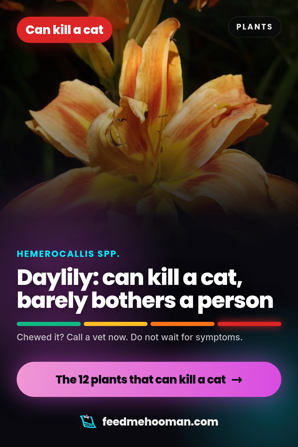 Daylily: can kill a cat, barely bothers a person