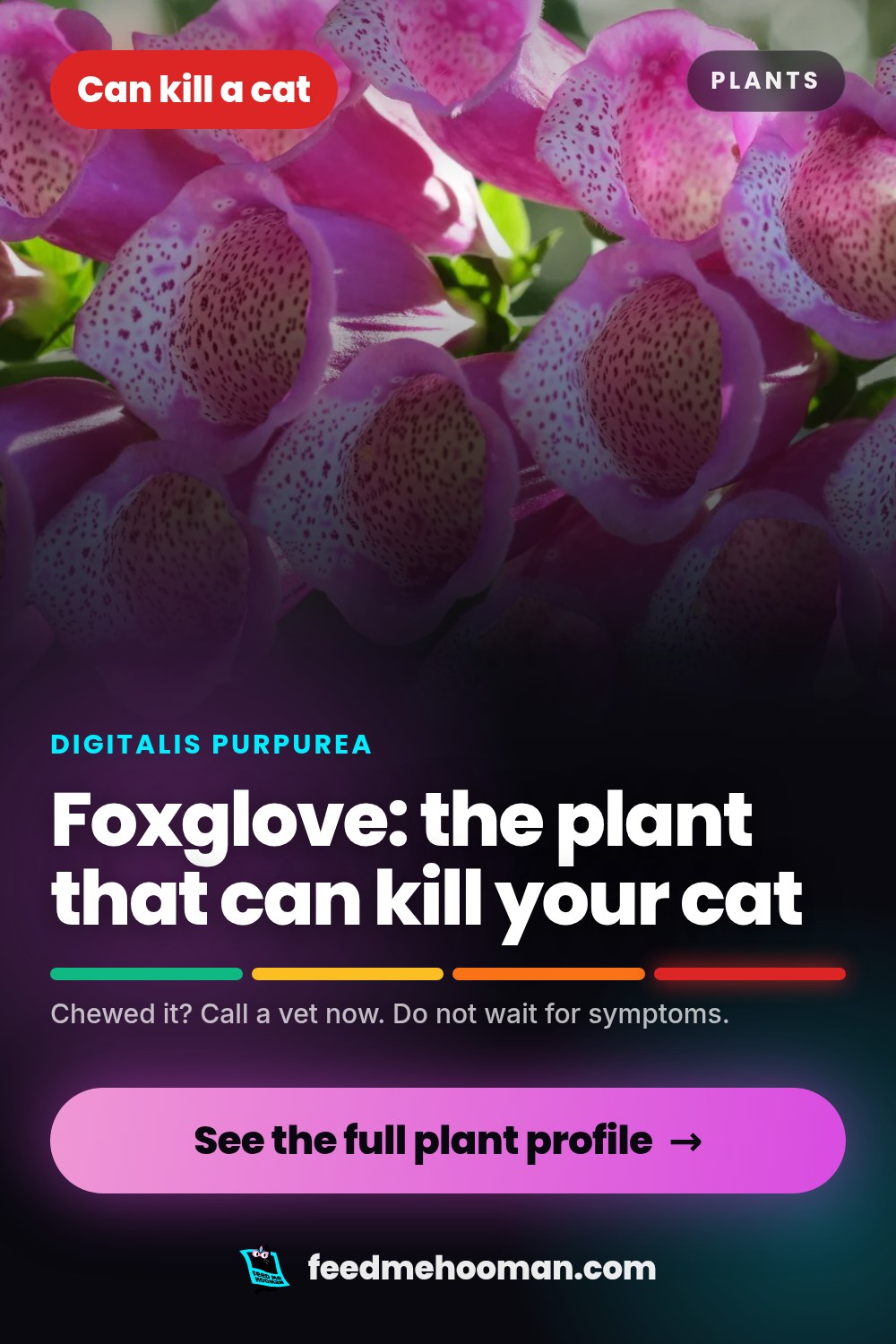 Foxglove: the plant that can kill your cat