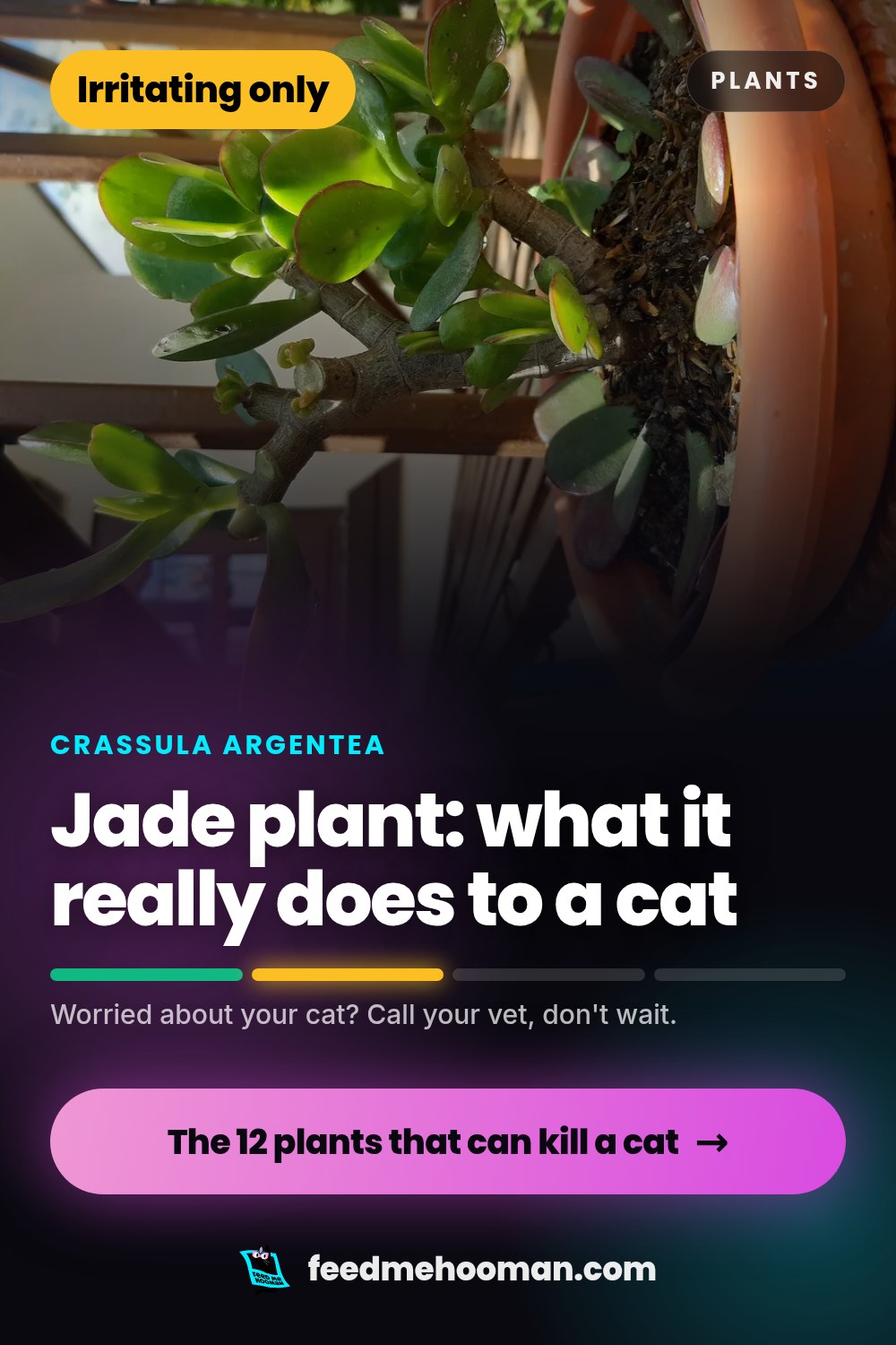 Jade plant: what it really does to a cat