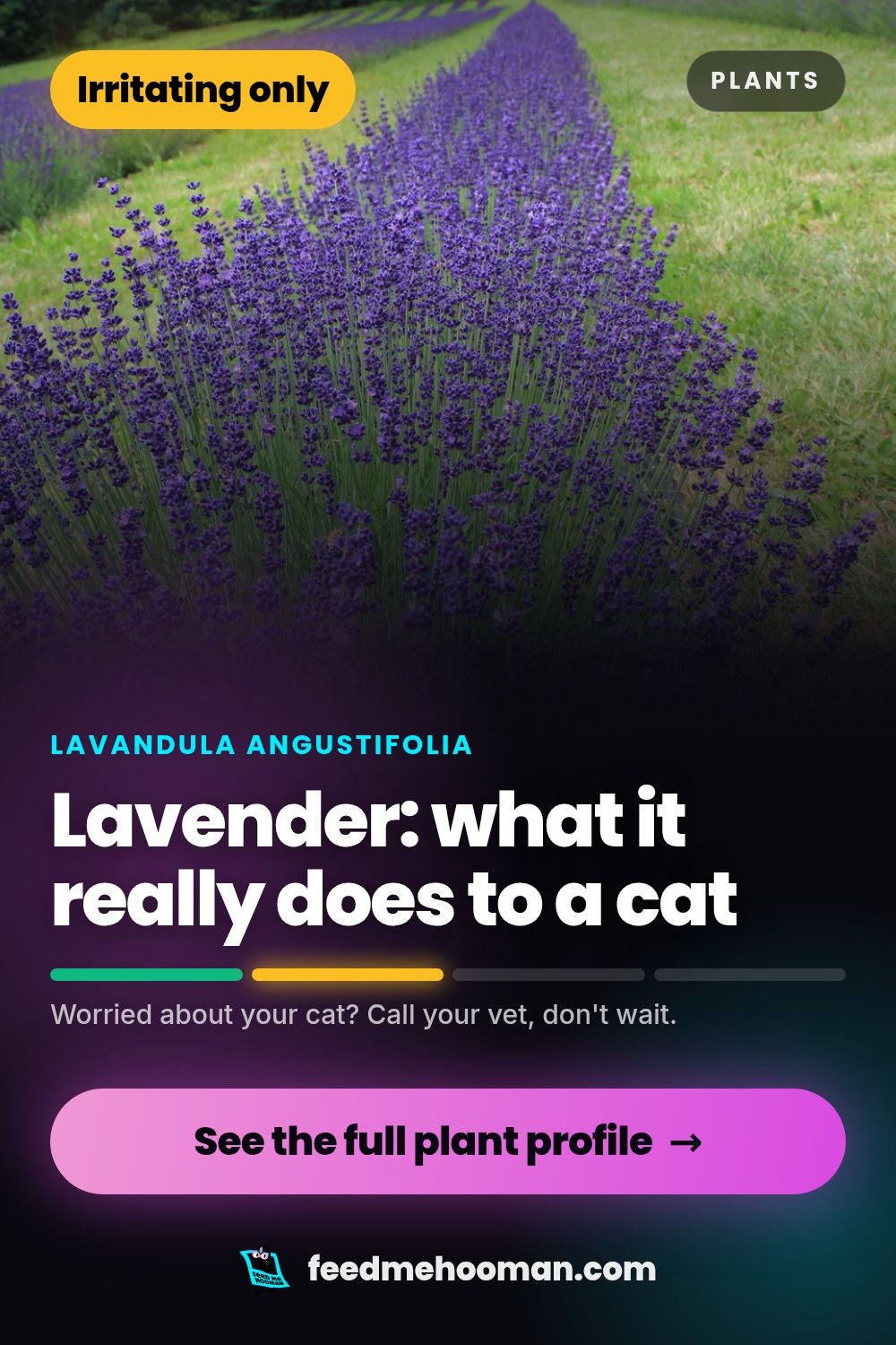 Lavender: what it really does to a cat