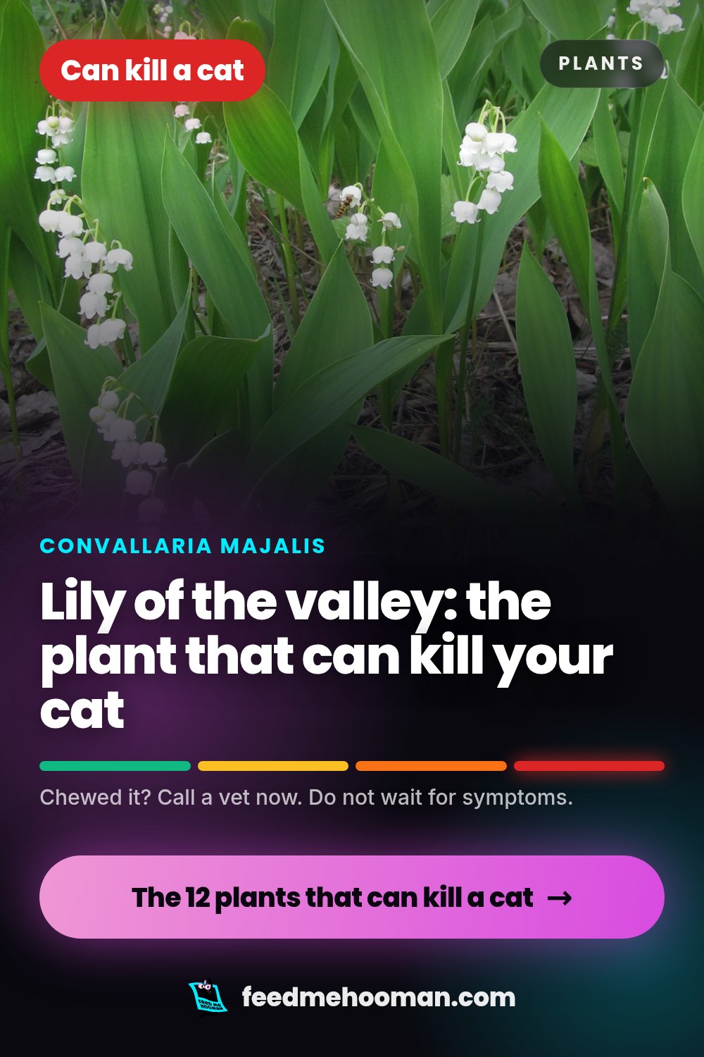 Lily of the valley: the plant that can kill your cat