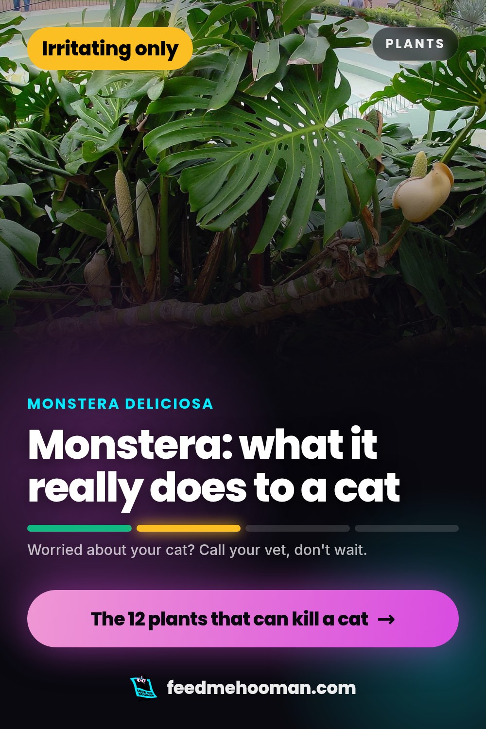 Monstera: what it really does to a cat