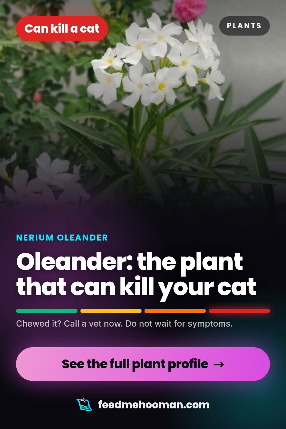Oleander: the plant that can kill your cat