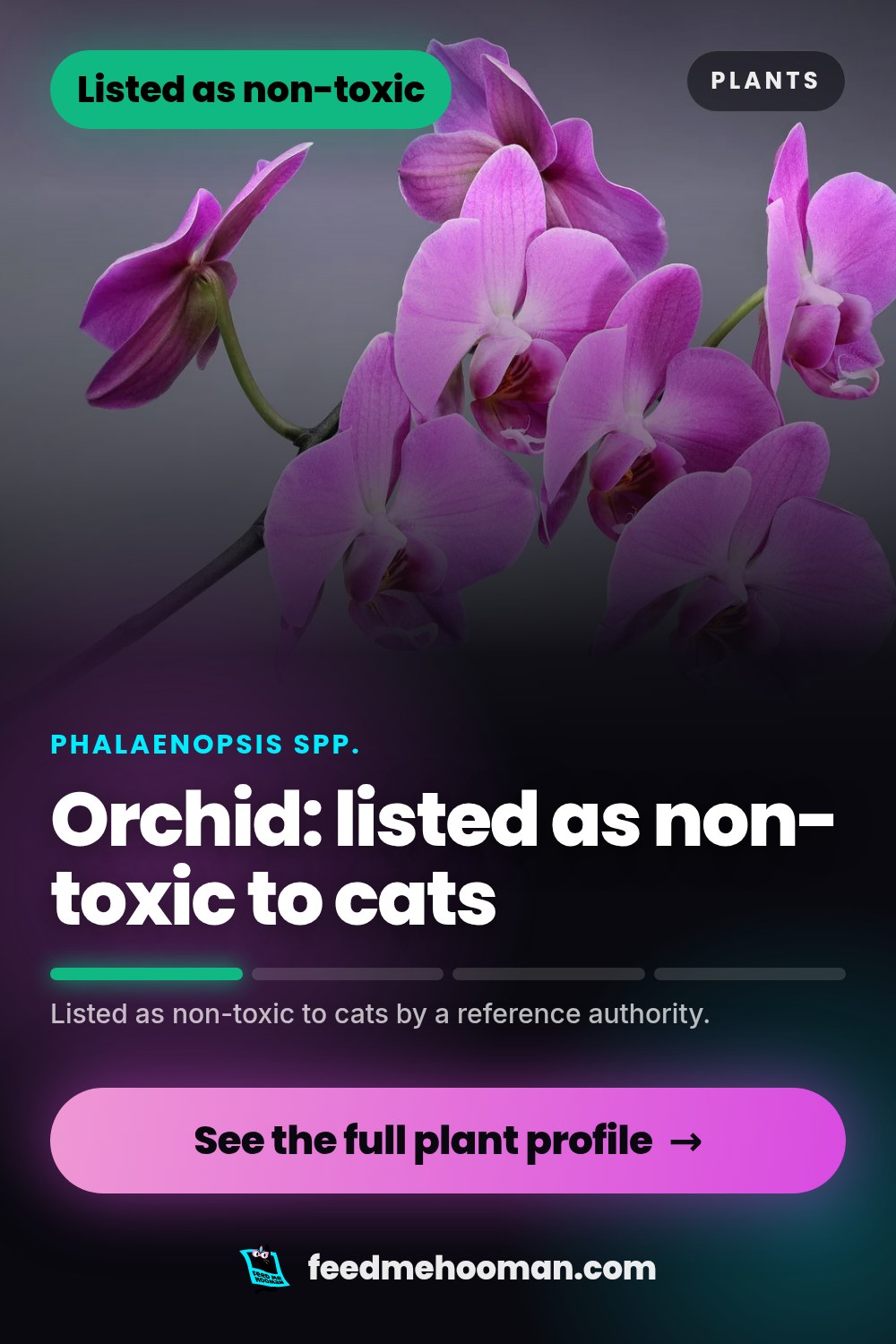 Orchid: listed as non-toxic to cats