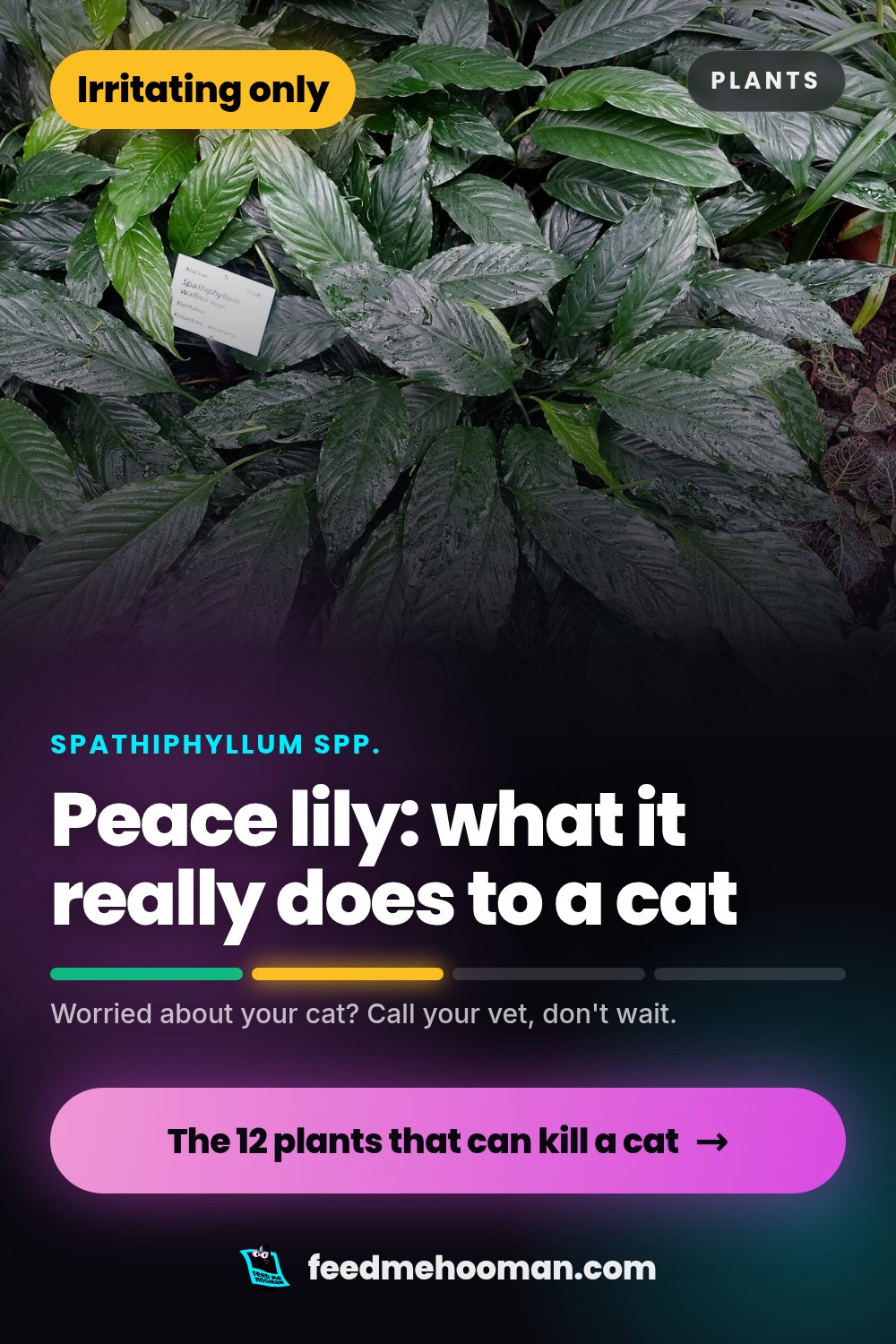 Peace lily: what it really does to a cat