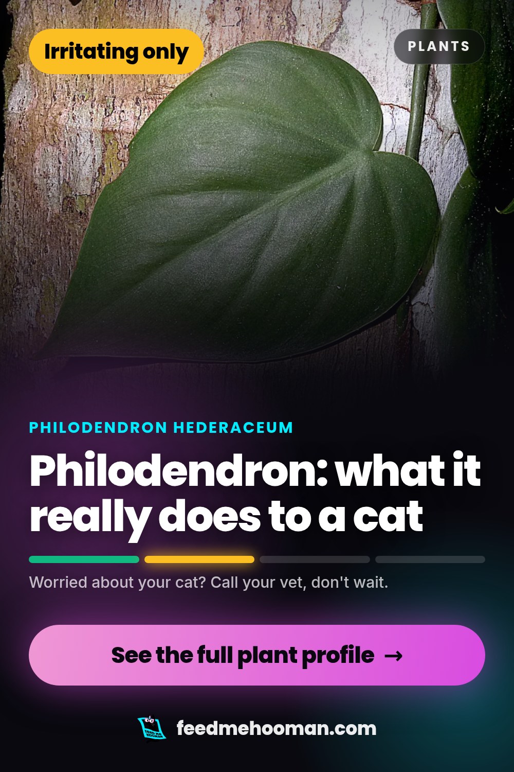 Philodendron: what it really does to a cat