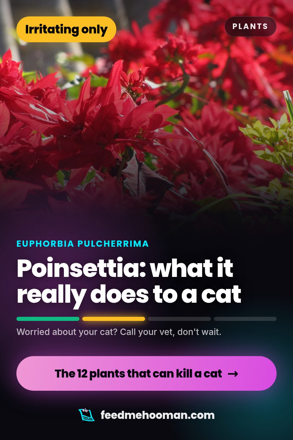 Poinsettia: what it really does to a cat