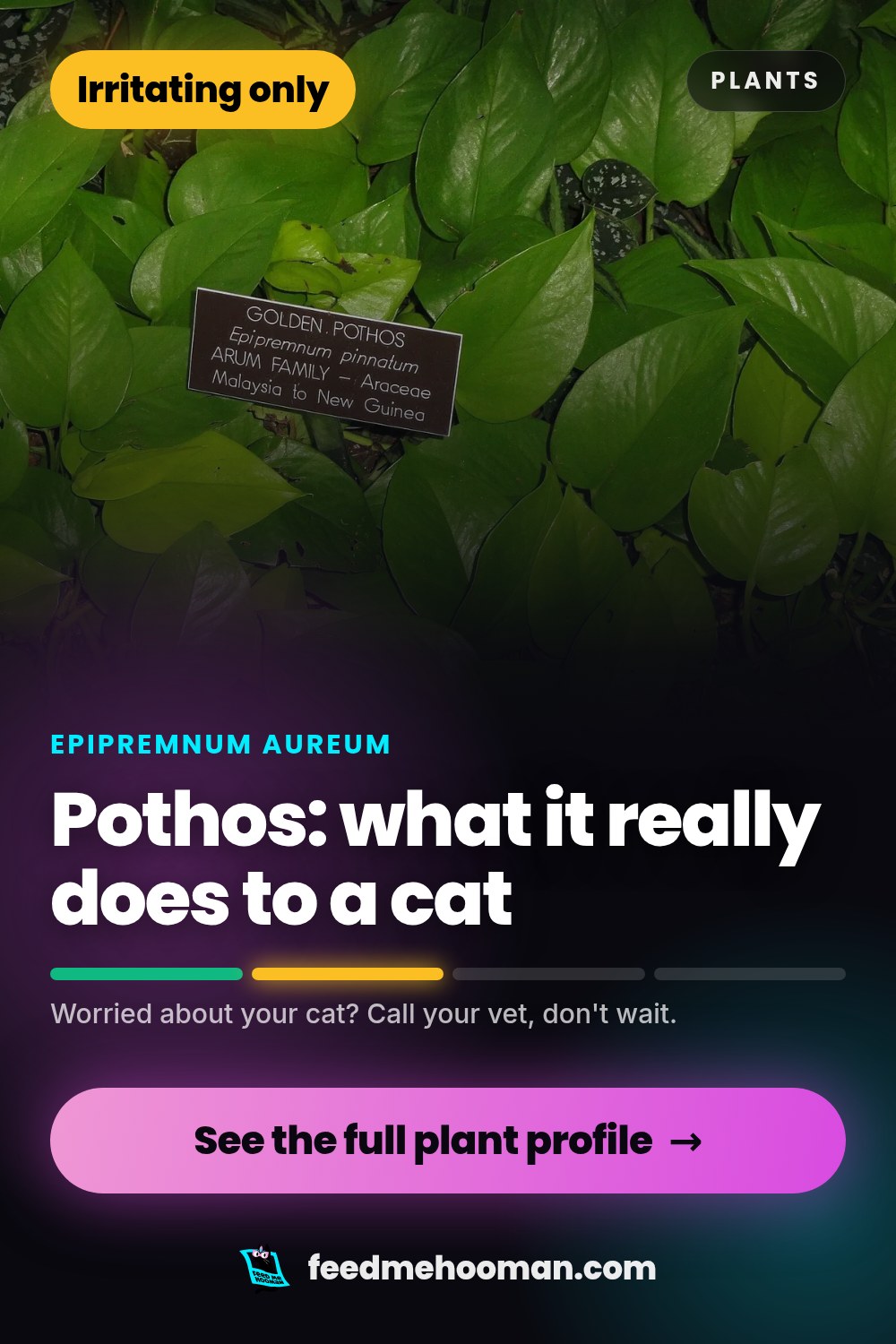 Pothos: what it really does to a cat
