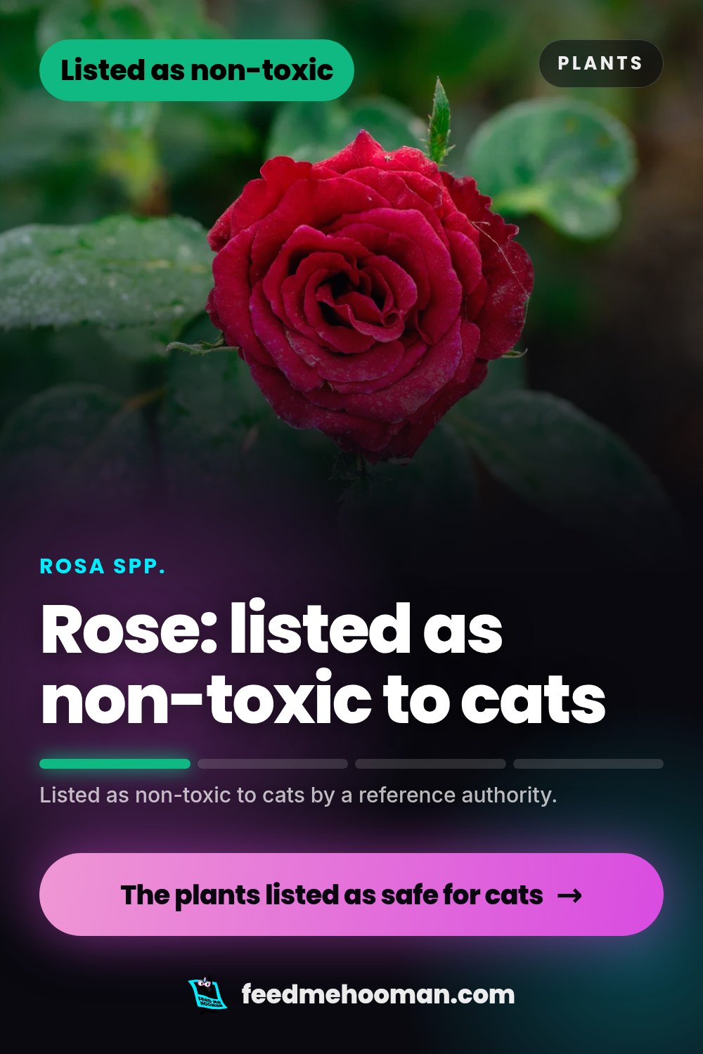 Rose: listed as non-toxic to cats