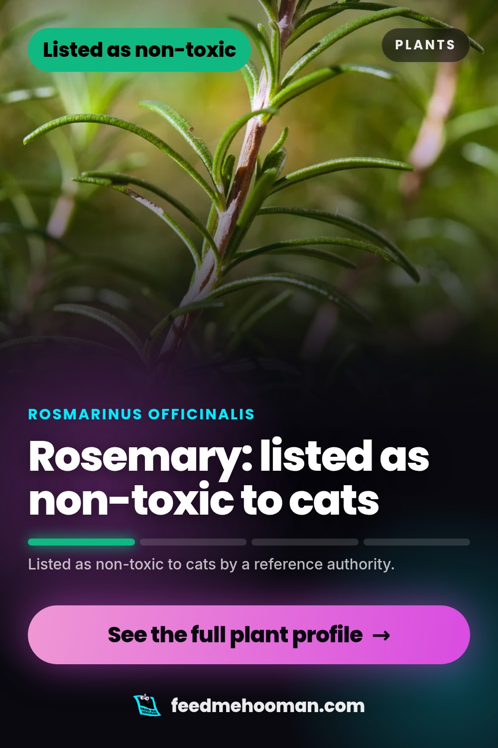 Rosemary: listed as non-toxic to cats