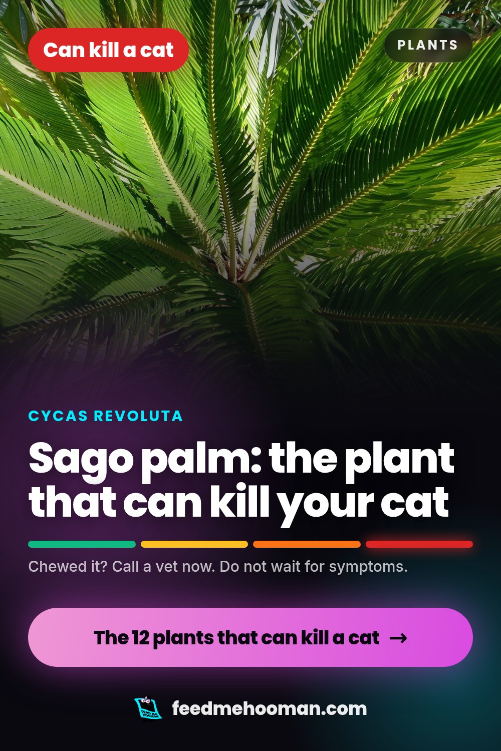 Sago palm: the plant that can kill your cat