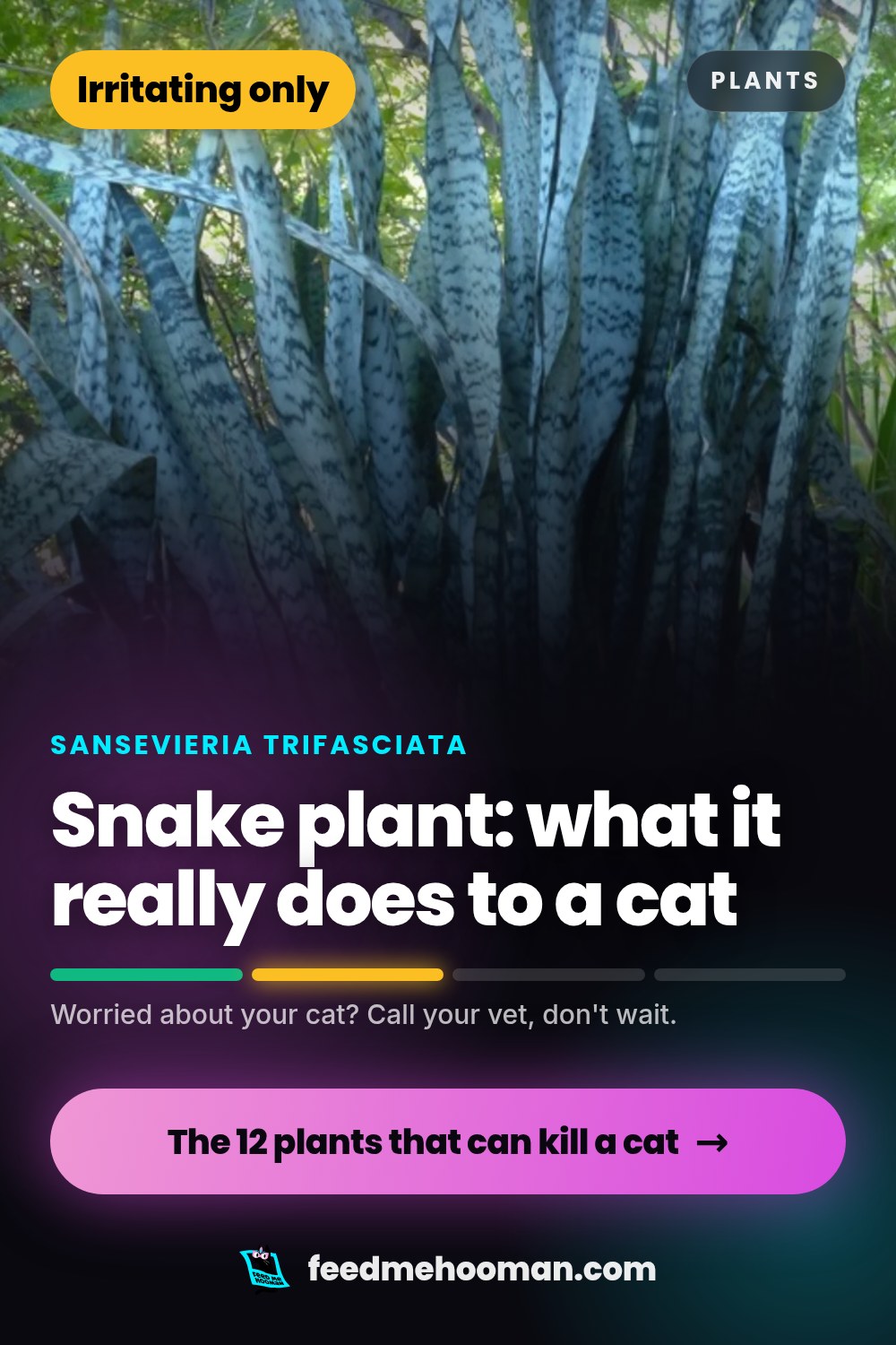 Snake plant: what it really does to a cat