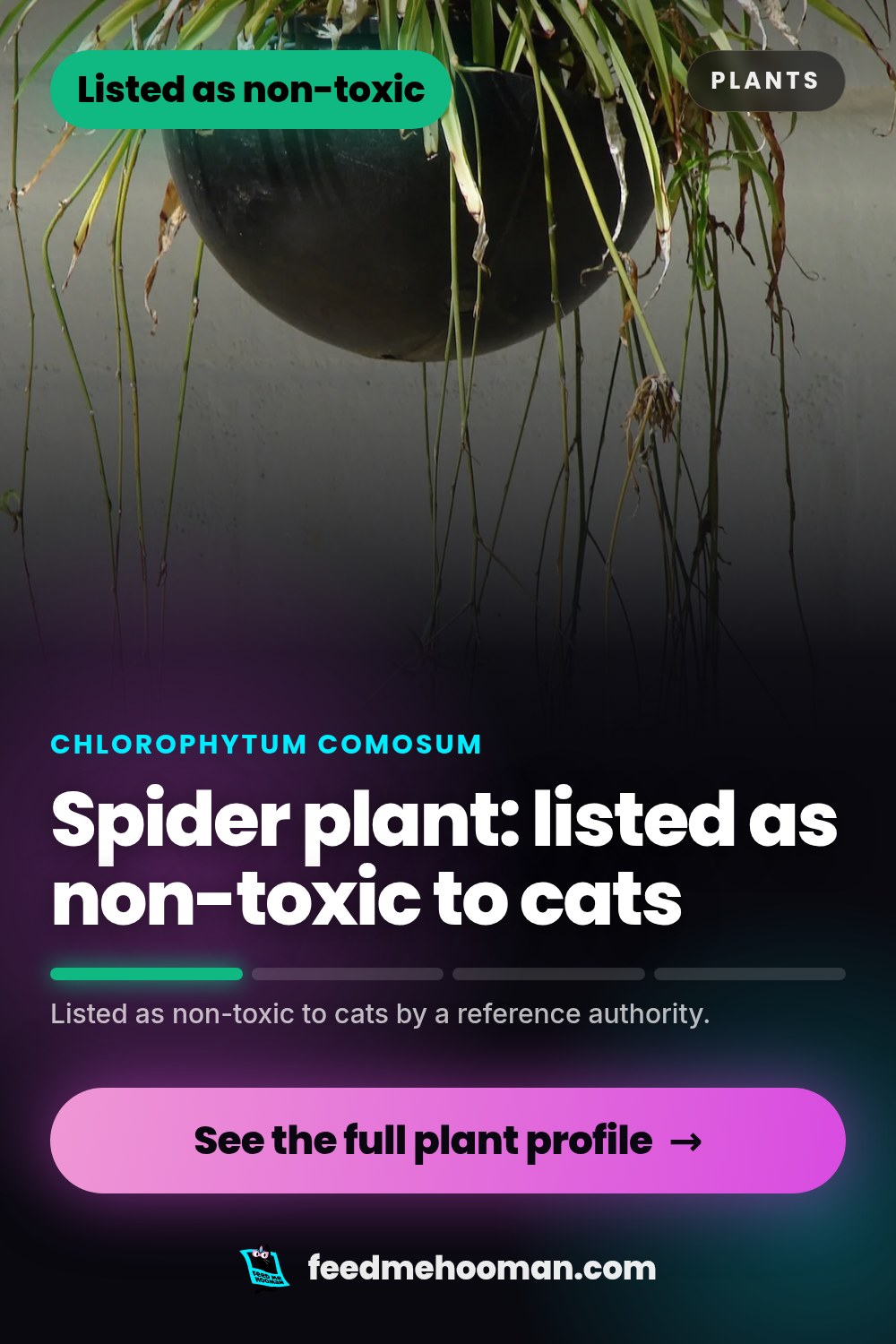 Spider plant: listed as non-toxic to cats