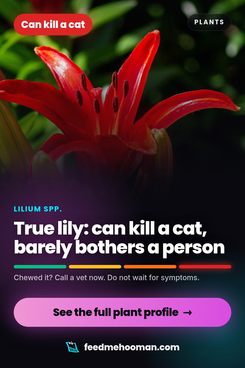 True lily: can kill a cat, barely bothers a person