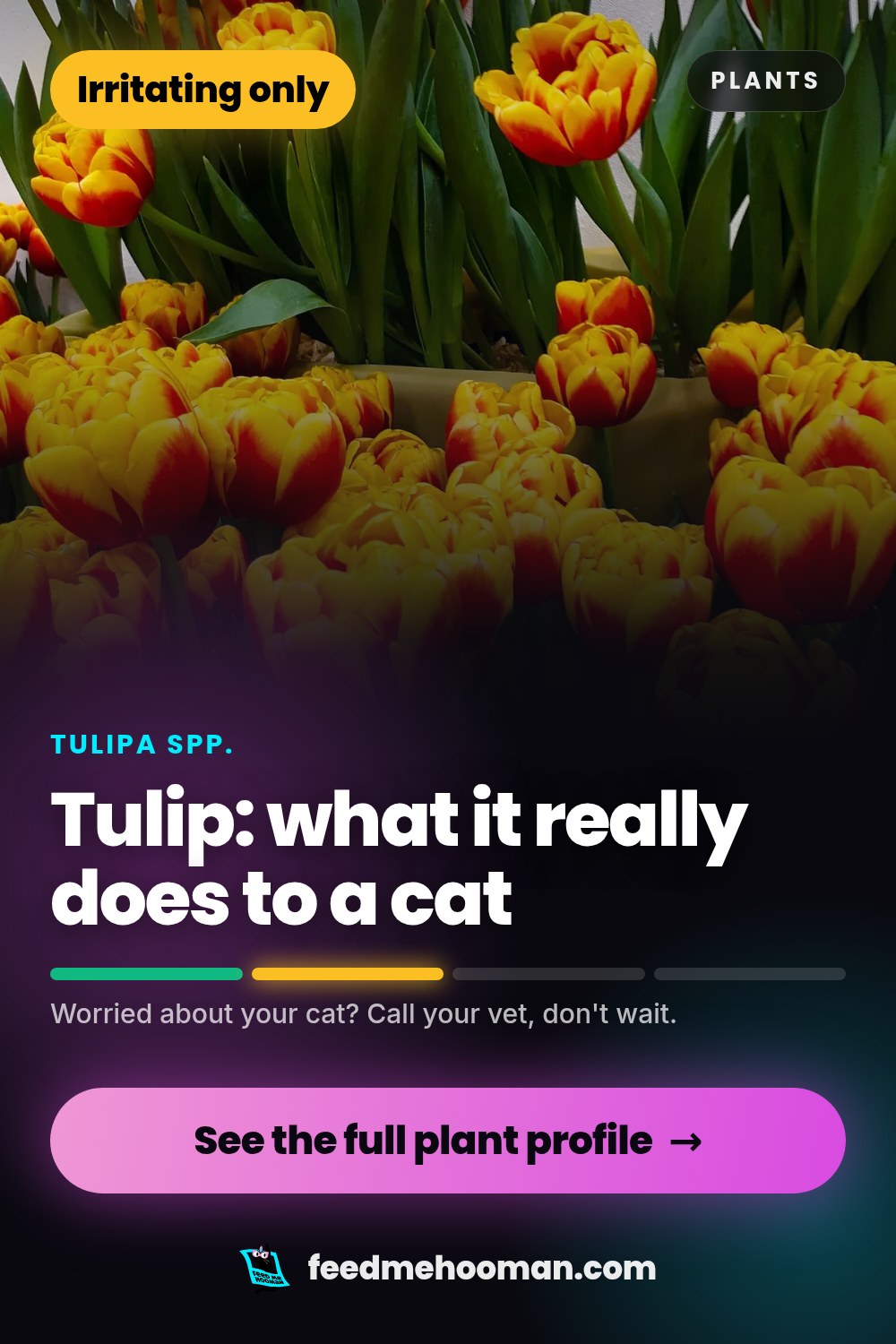 Tulip: what it really does to a cat