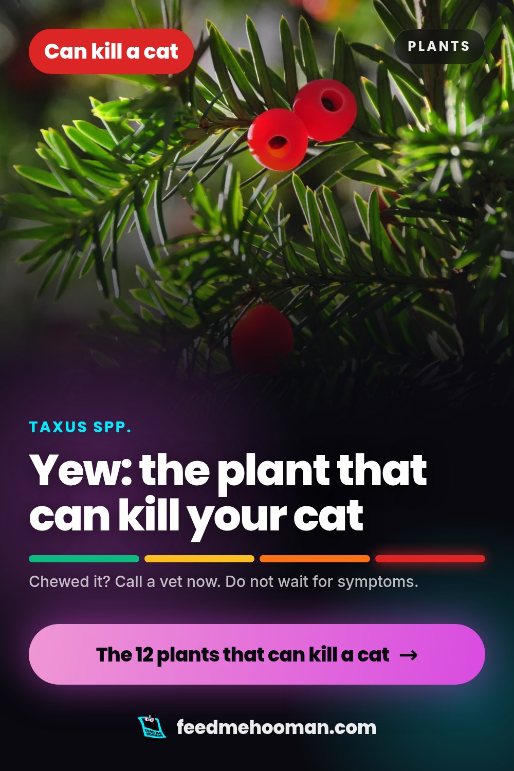 Yew: the plant that can kill your cat