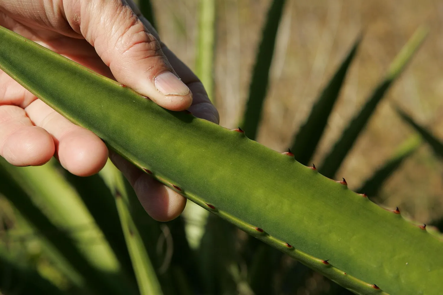 A hand holding a single aloe leaf, showing how thick it is and the soft spines along its edge