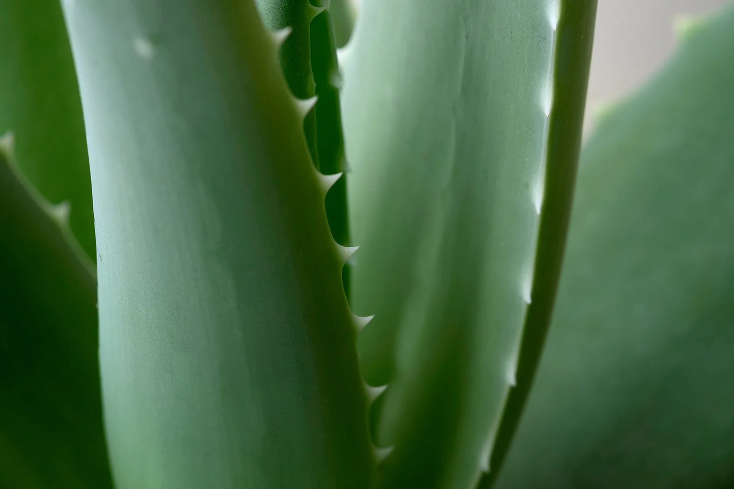The rosette of an aloe vera, thick pointed leaves growing out from the center