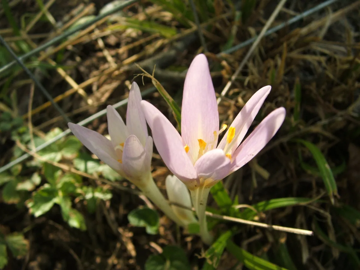A pale pink autumn crocus flowering low in grass, with no leaves around it