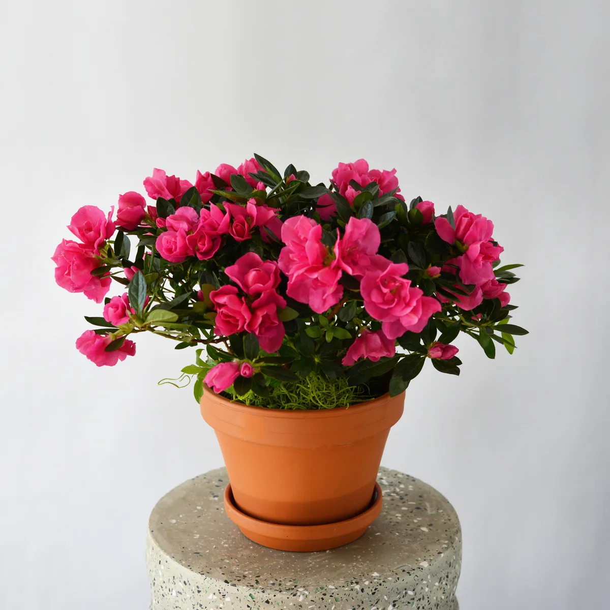 A pink azalea in flower in a terracotta pot, the form it is usually sold in