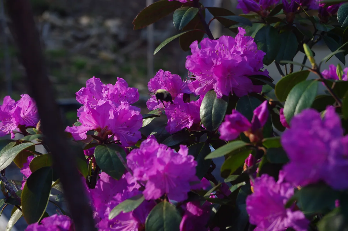 Purple azalea flowers on a garden shrub, above dark green leaves