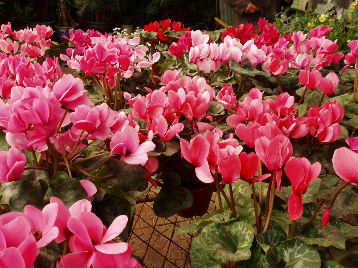 A bank of cyclamen in flower, pink and red petals swept back above marbled leaves