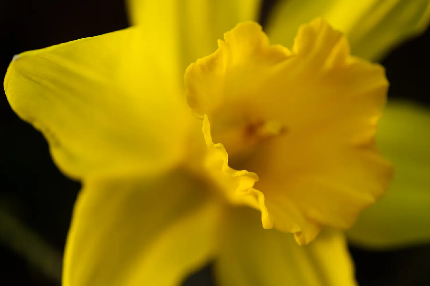 A yellow daffodil in close-up, its trumpet center ringed by six petals