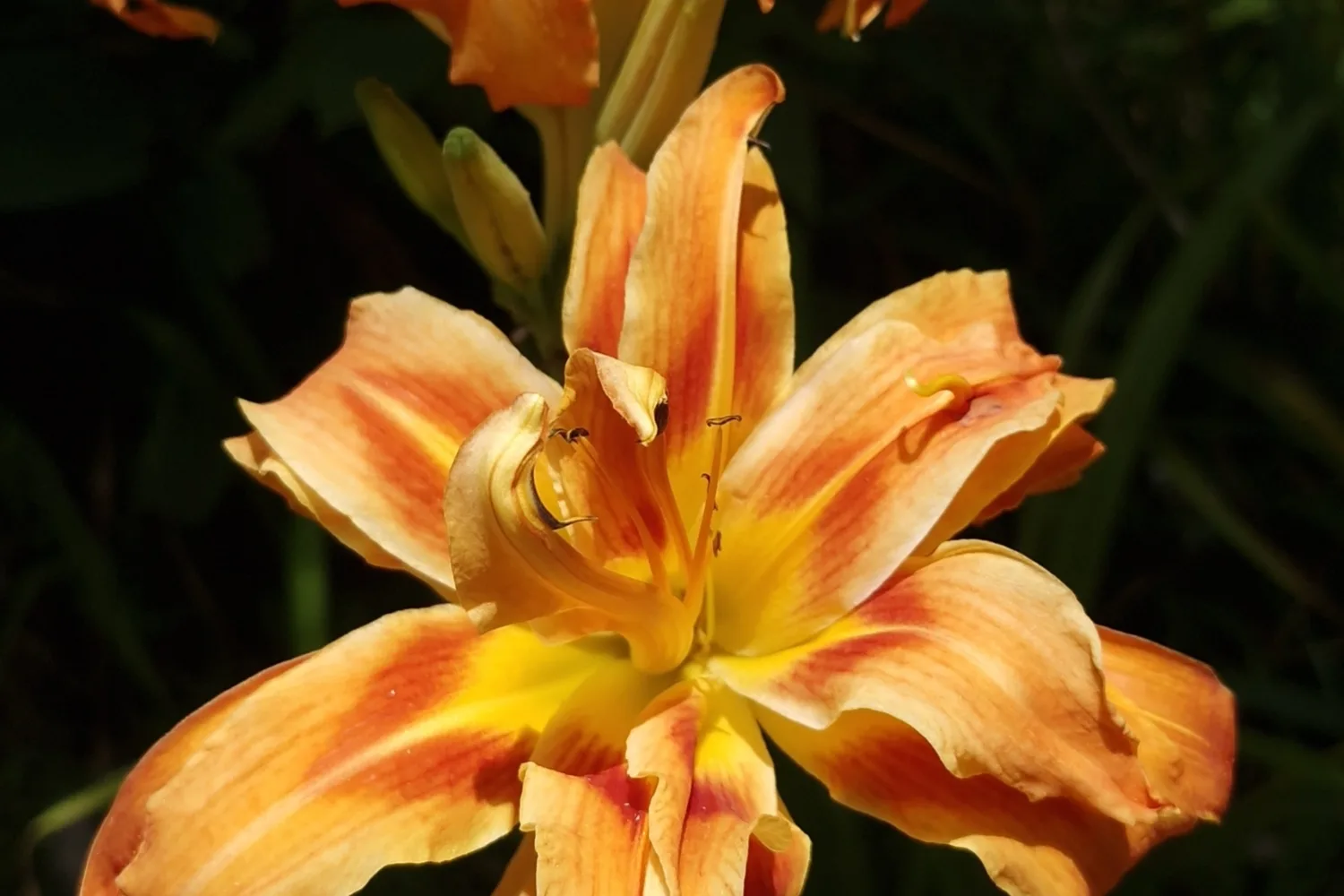 An orange daylily fully open, six petals each with a pale central stripe