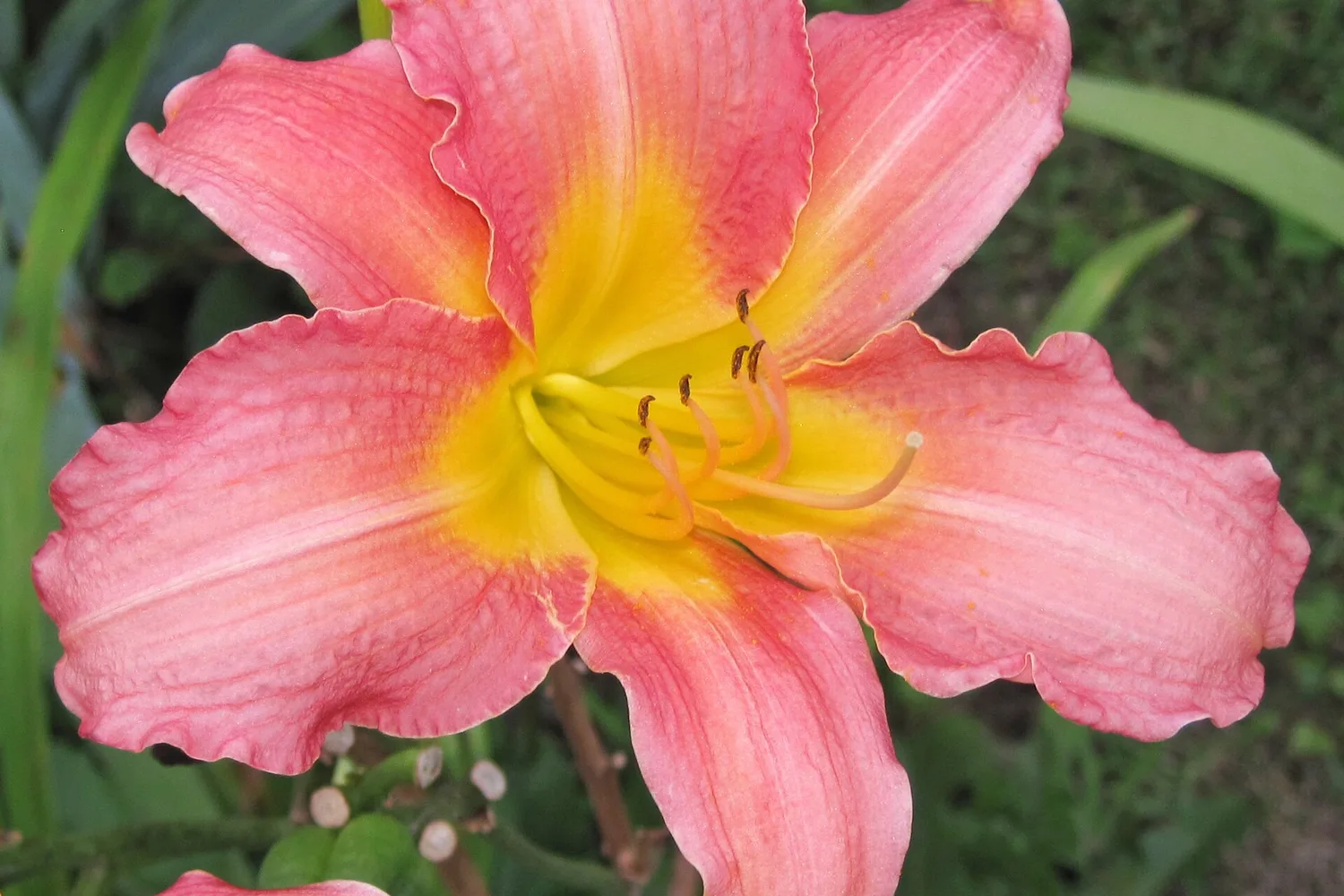A pink daylily with a yellow throat, seen face on