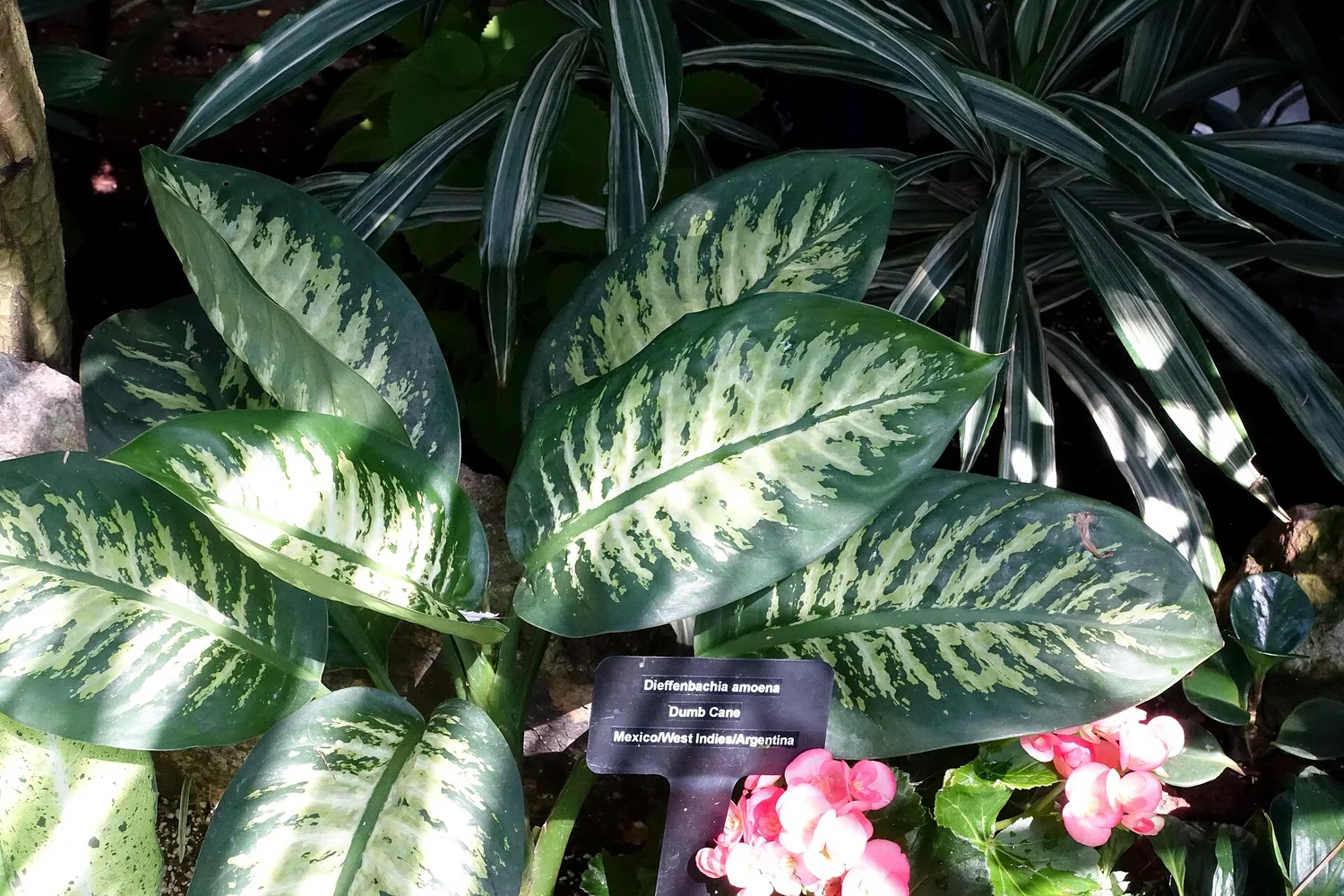 Dieffenbachia leaves, dark green with a broad cream center, beside a botanical garden label