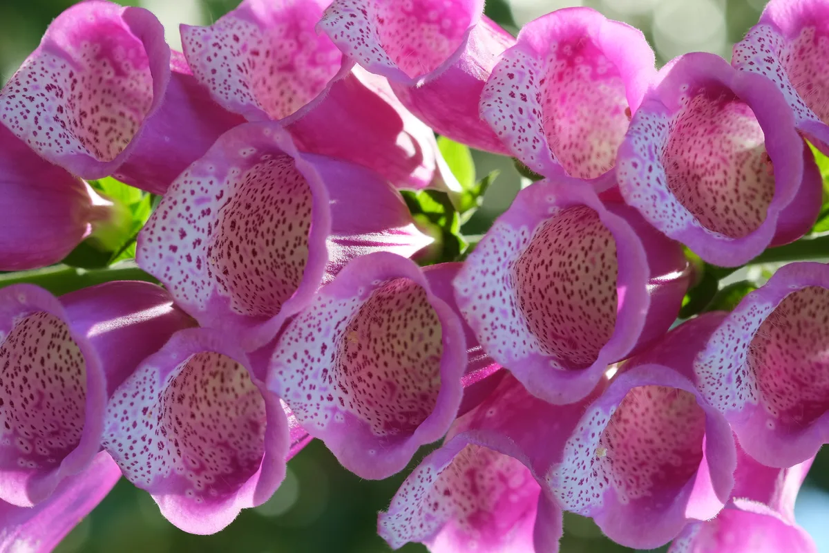 Foxglove flowers in close-up, pink bells whose throats are spotted inside