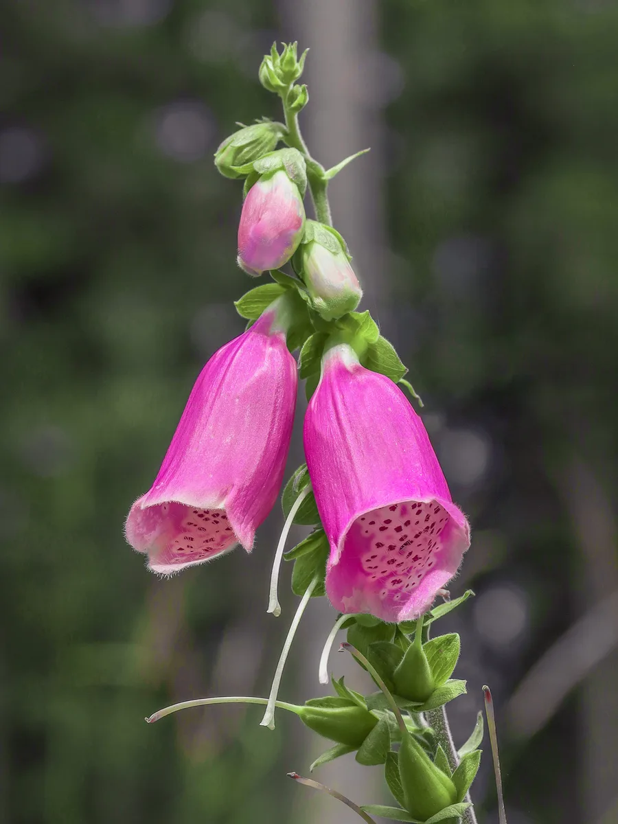 A foxglove spike, pink bells opening from the bottom upwards with buds above