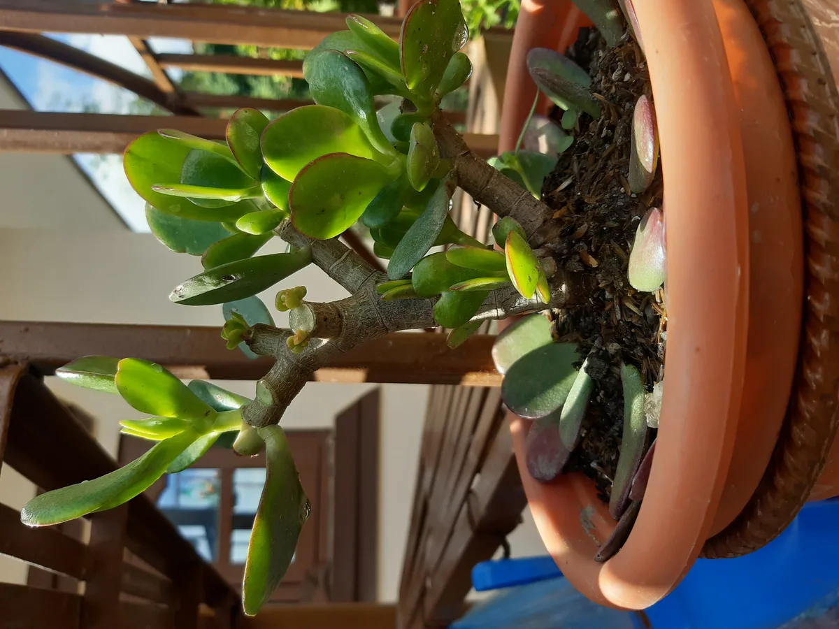 A jade plant in a terracotta pot, thick round leaves on woody stems