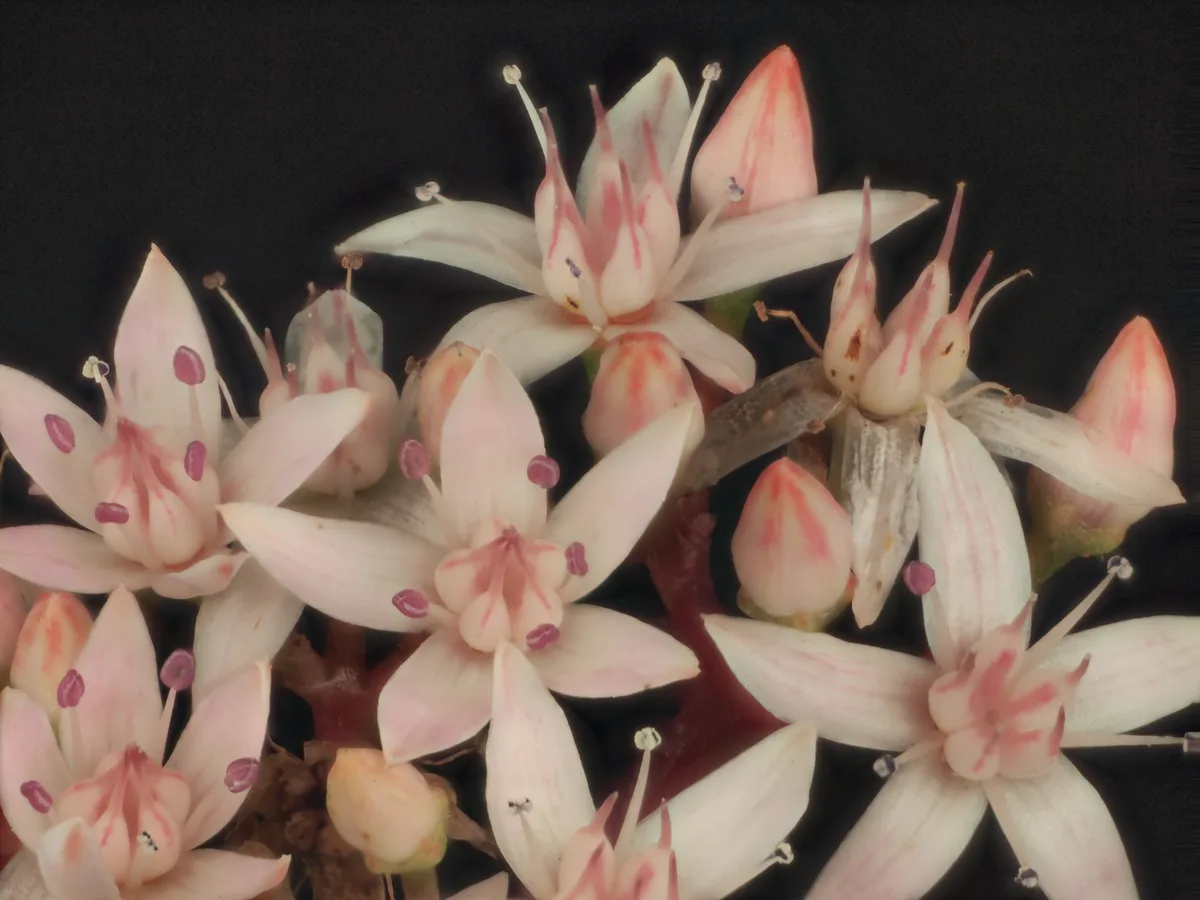 Jade plant flowers, small white and pink stars in clusters