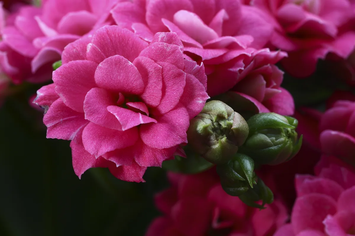 Kalanchoe in flower, dense clusters of small pink blooms above fleshy green buds