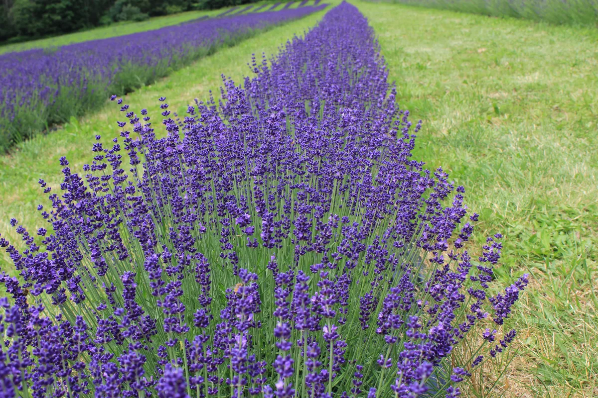 Rows of lavender in flower, purple spikes above grey-green foliage