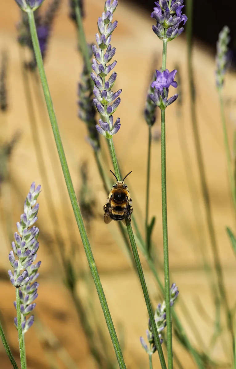 A lavender spike in close-up, small purple flowers arranged along the stem