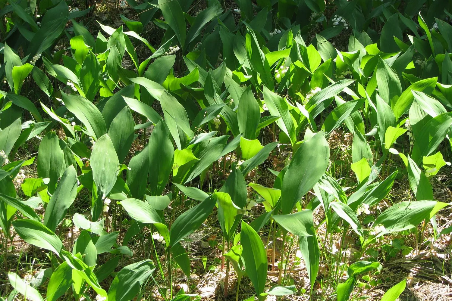 A dense patch of lily of the valley leaves, broad and upright, before flowering