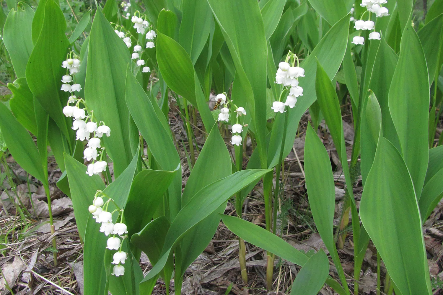 Lily of the valley in flower, small white bells hanging along a stem above broad leaves