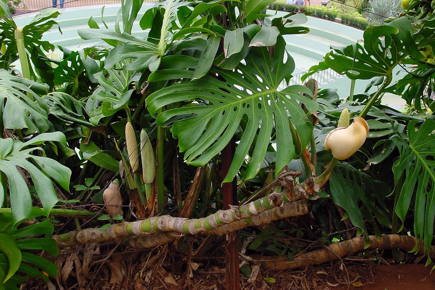 A large monstera growing outdoors, its leaves deeply split and pierced with holes