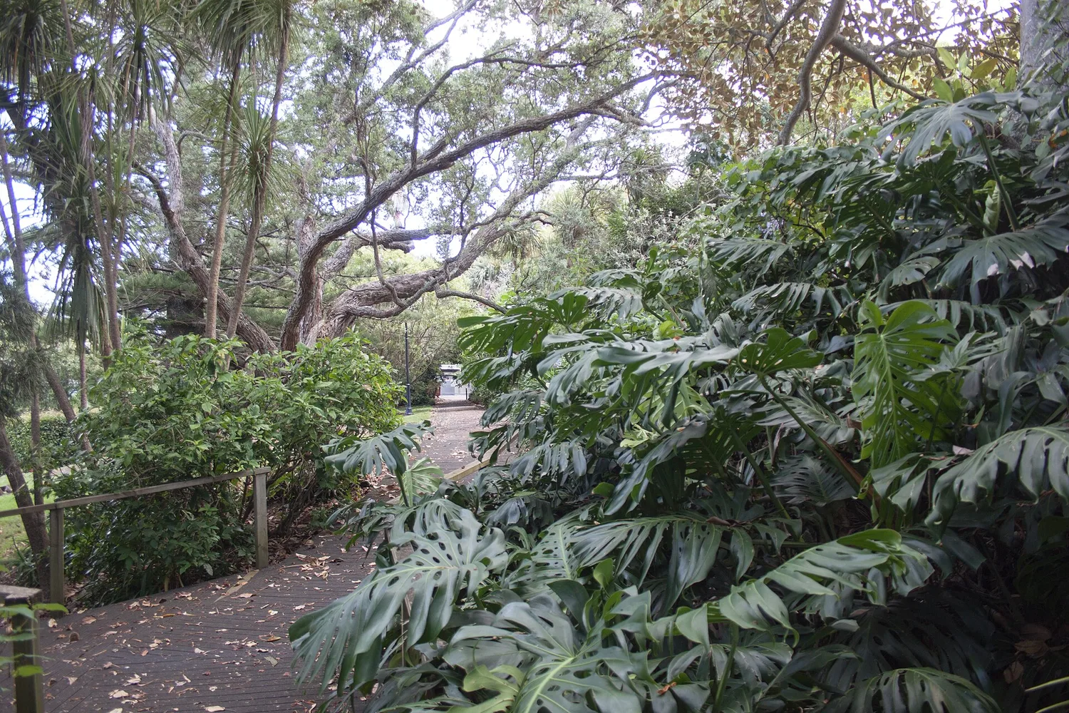 Monstera leaves in a garden, showing the splits that give the plant its name