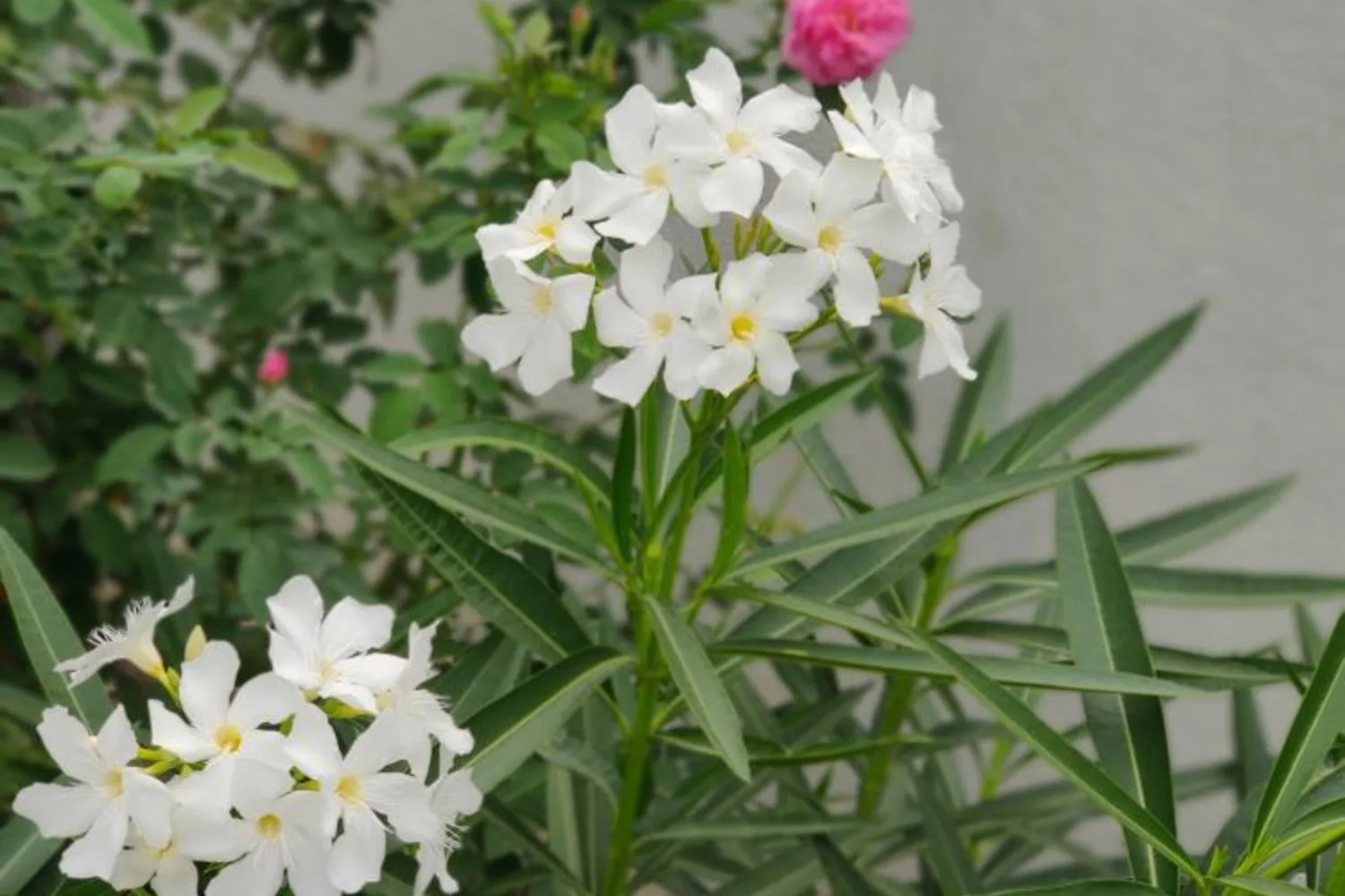 White oleander flowers in clusters, above narrow pointed leaves