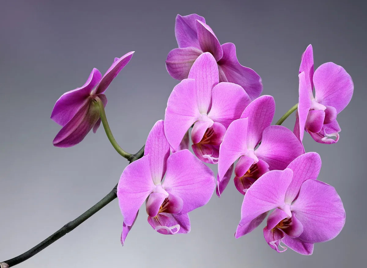 A spray of pink moth orchid flowers on an arching stem