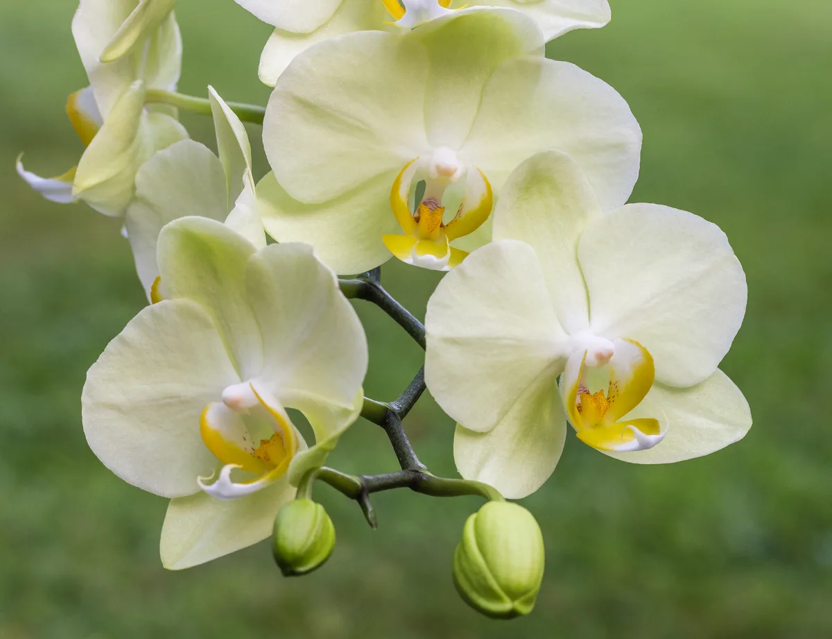 Cream moth orchid flowers with yellow centers, with unopened buds below