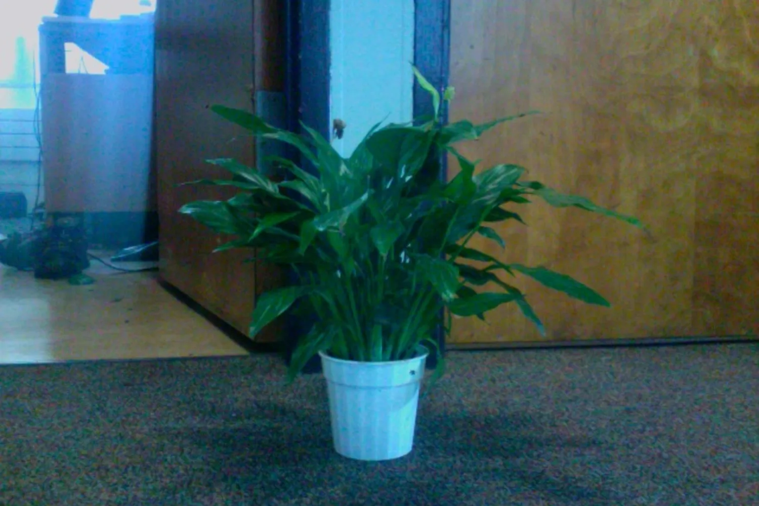 A potted peace lily on an office floor, with glossy pointed leaves