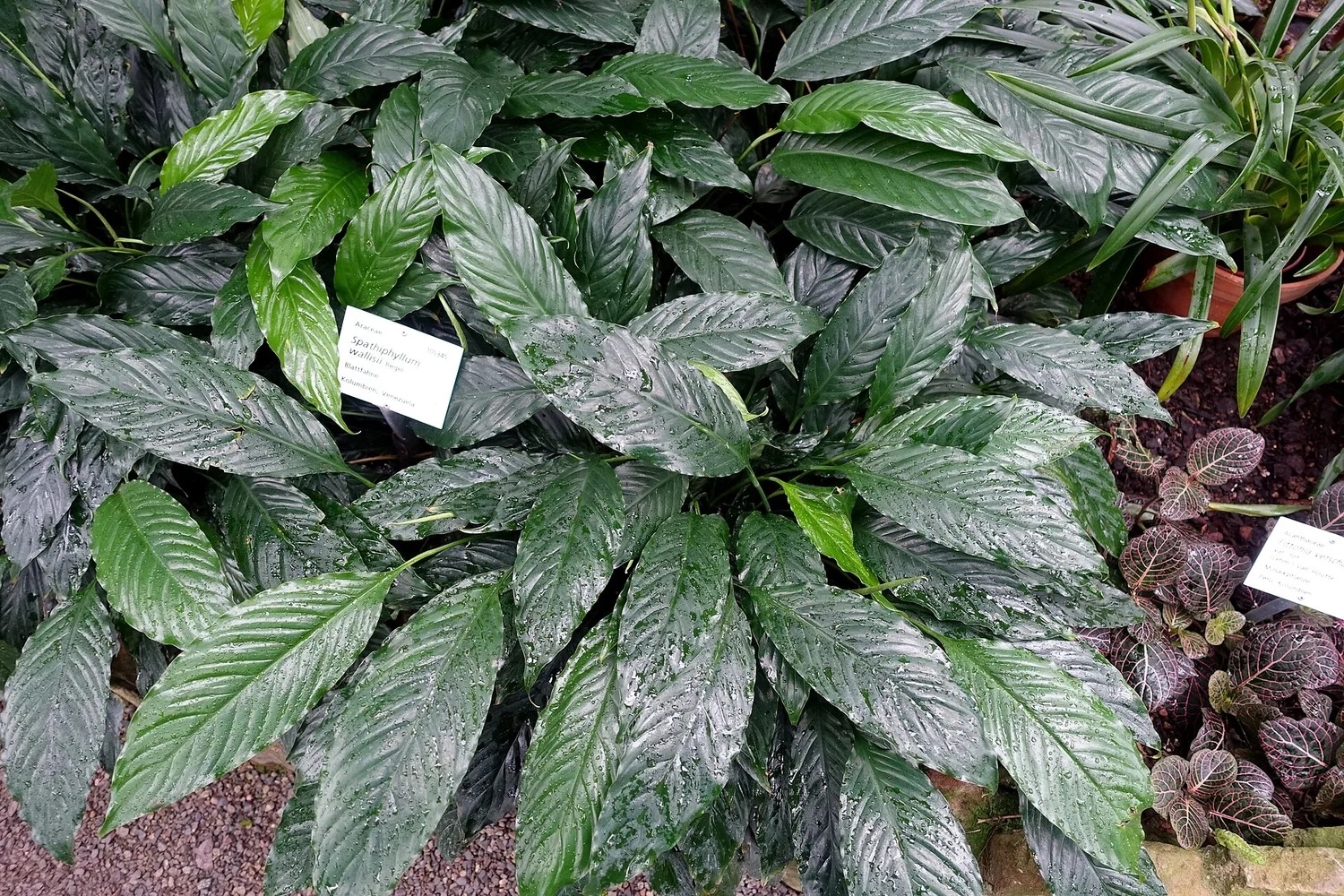 A bed of peace lilies, glossy ribbed leaves growing straight out of the soil